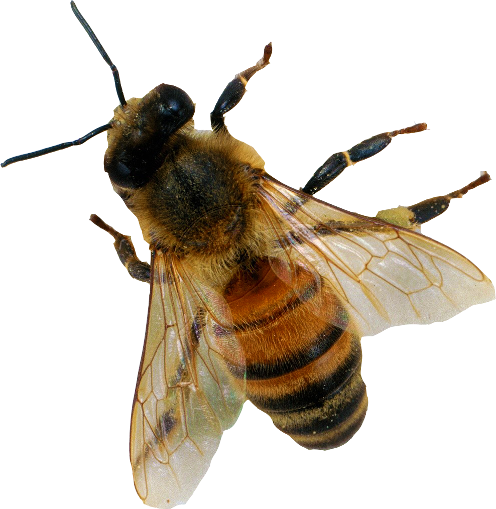 Honey Bee In Flight.png PNG Image