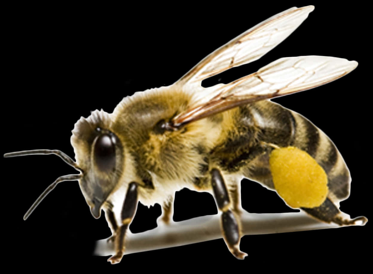 Honeybee With Pollen Basket PNG Image