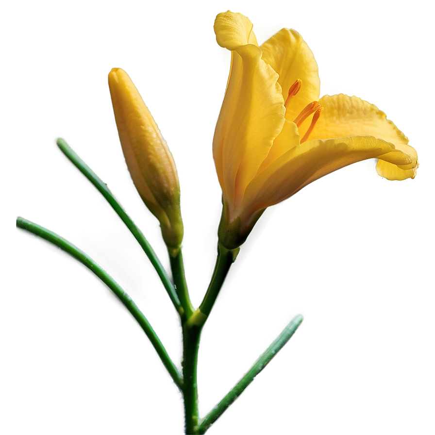 Hopeful Freesia Png Sln6 PNG Image