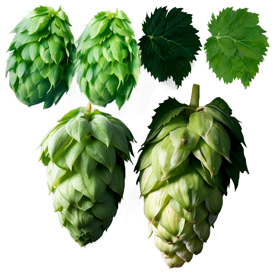 Hops A PNG Image