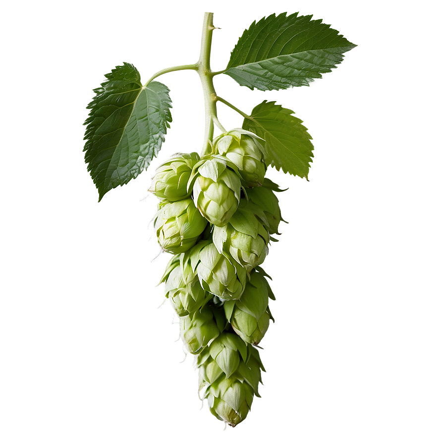 Hops Agriculture Shot Png 06292024 PNG Image