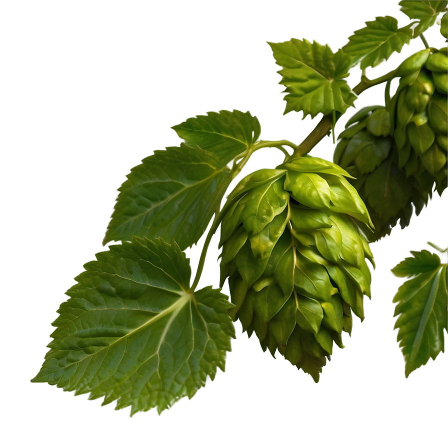 Hops Leaf Texture Png 06292024 PNG Image