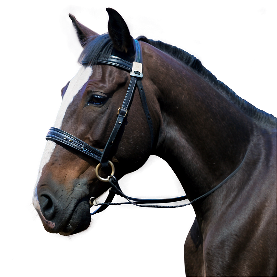 Horse And Rider Bond Png 71 PNG Image