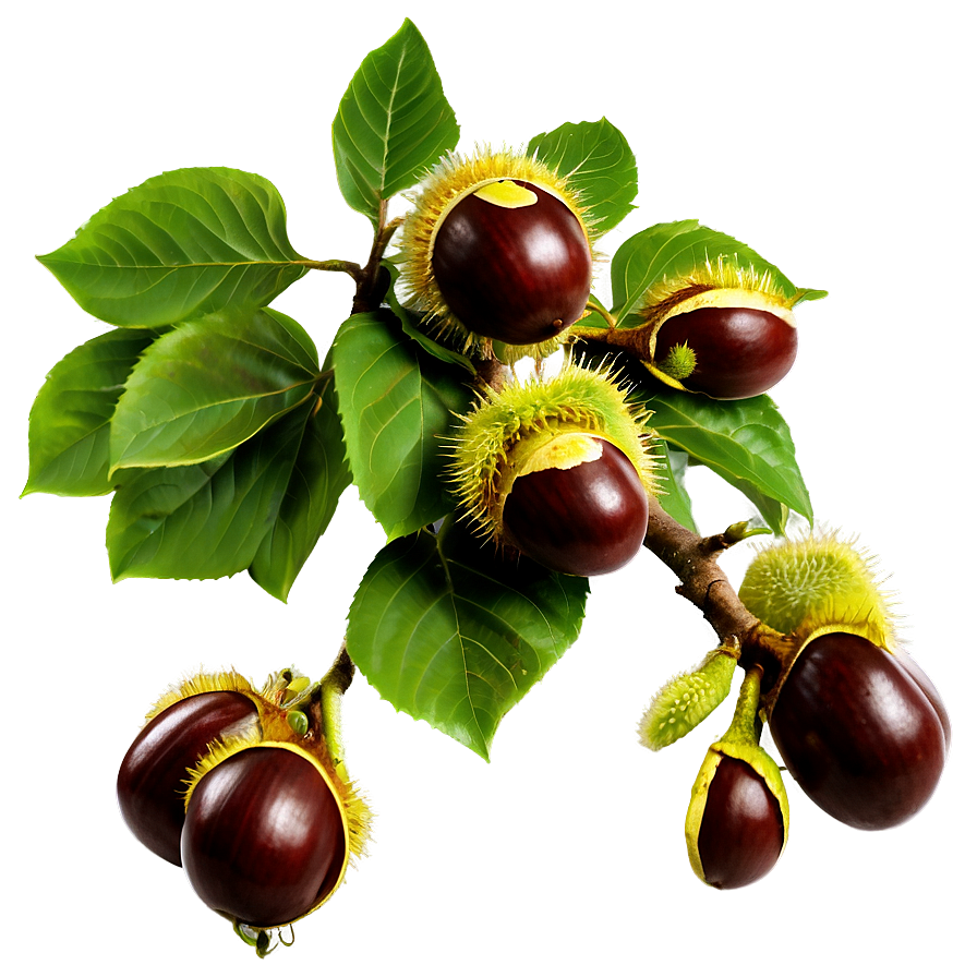 Horse Chestnut Png Pjp95 PNG Image