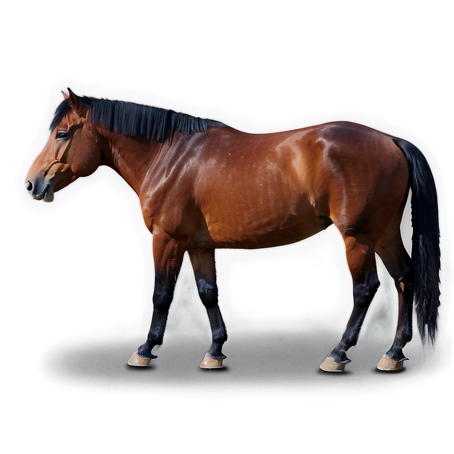 Horse Expressions And Emotions Png Evg PNG Image