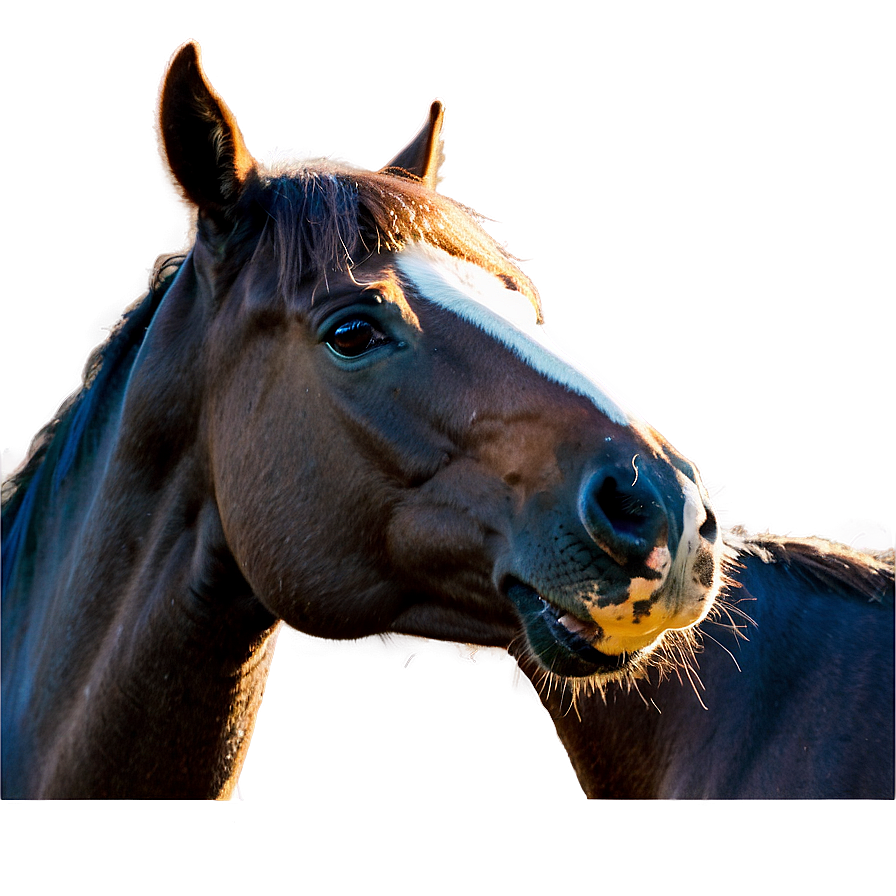 Horse Friendship Moments Png Cth25 PNG Image