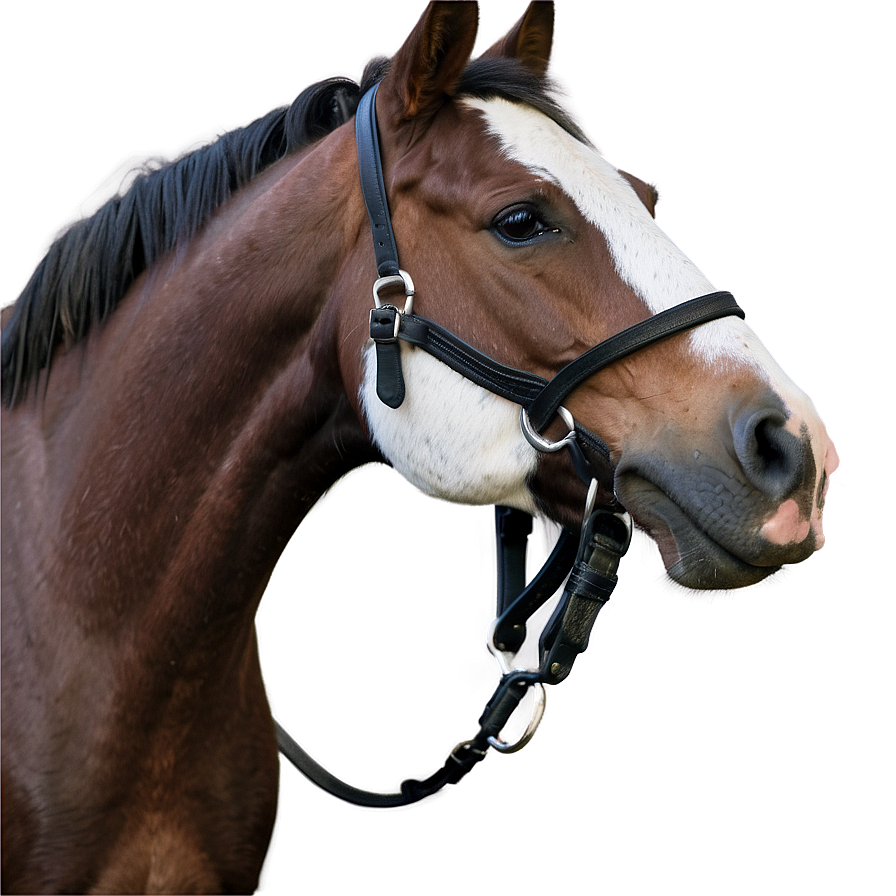 Horse Grooming Excellence Png Lml PNG Image