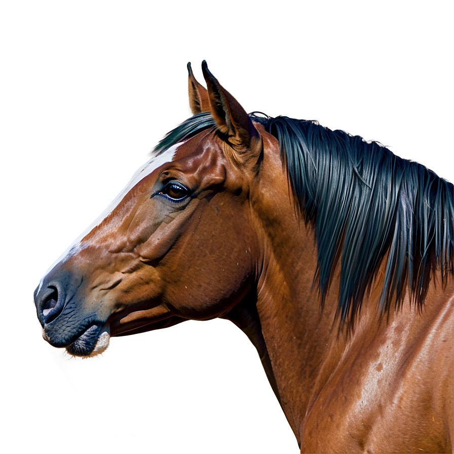 Horse Head B PNG Image