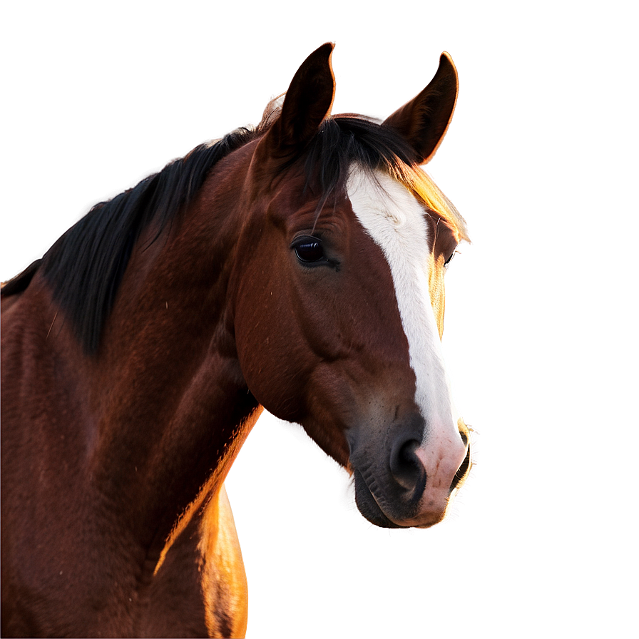 Horse Head C PNG Image