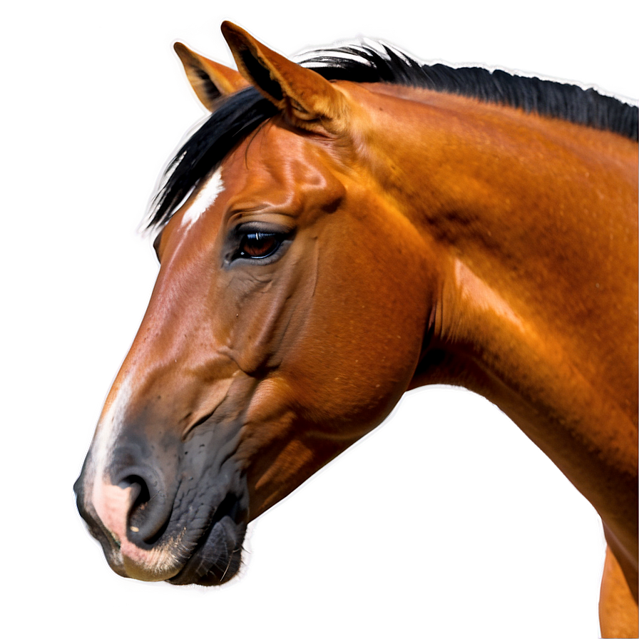 Horse Head Png Ecg PNG Image