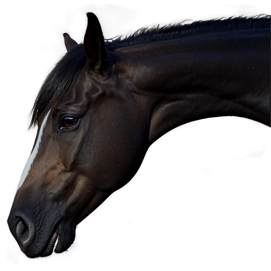 Horse Headshot Png Pfn PNG Image