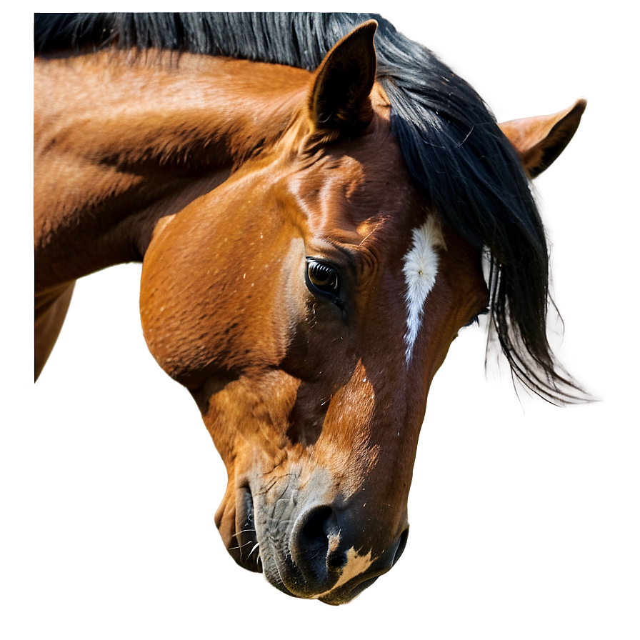 Horse Profile Png 30 PNG Image