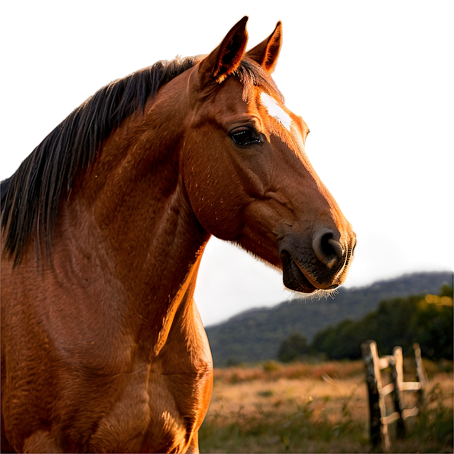 Horse Sunset Png 05032024 PNG Image