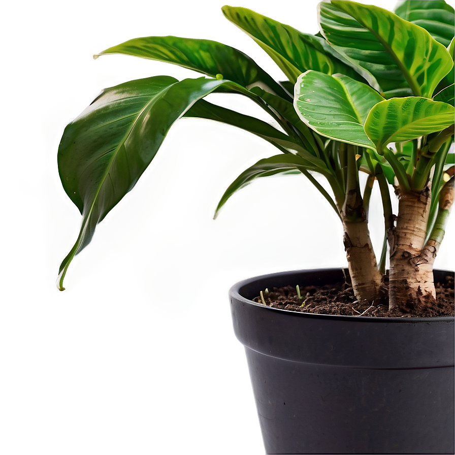 House Plants Png Dhp45 PNG Image