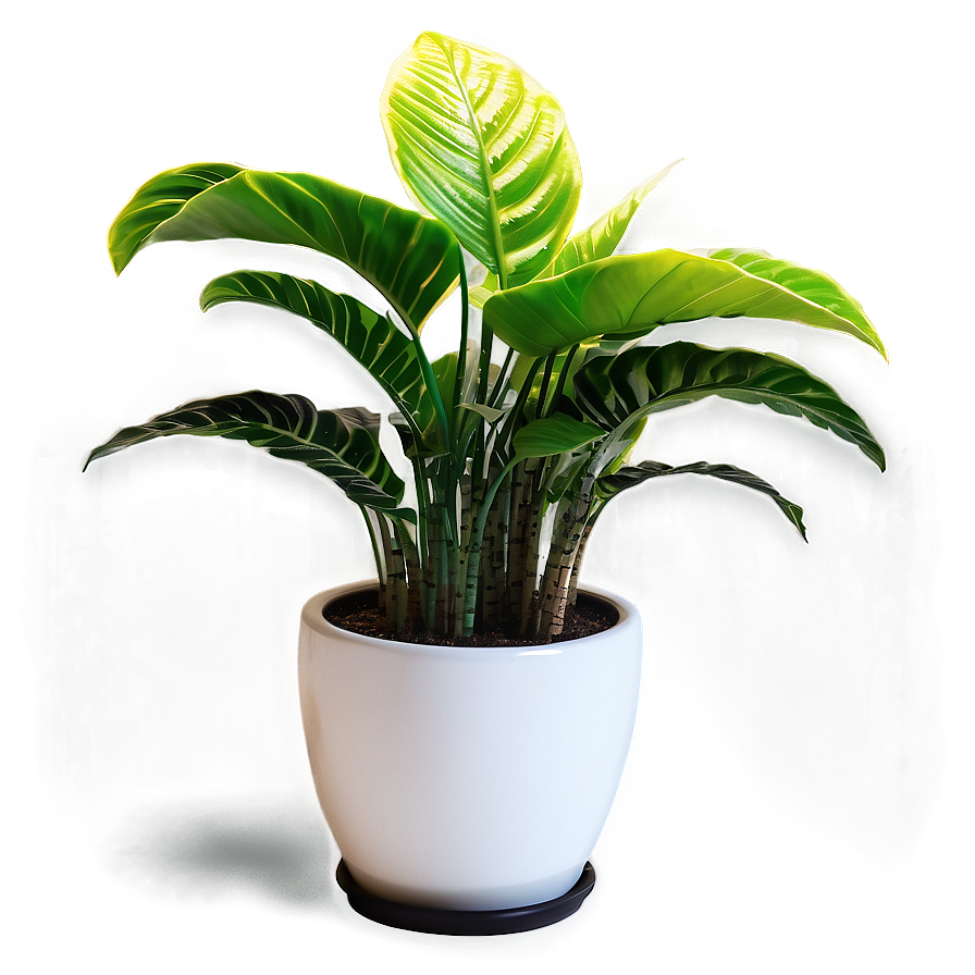 House Plants Png Iph32 PNG Image