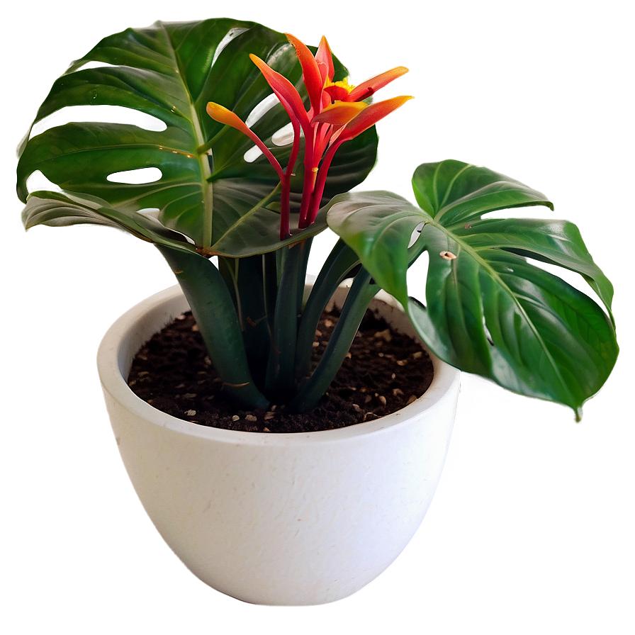 House Plants Png Qke8 PNG Image