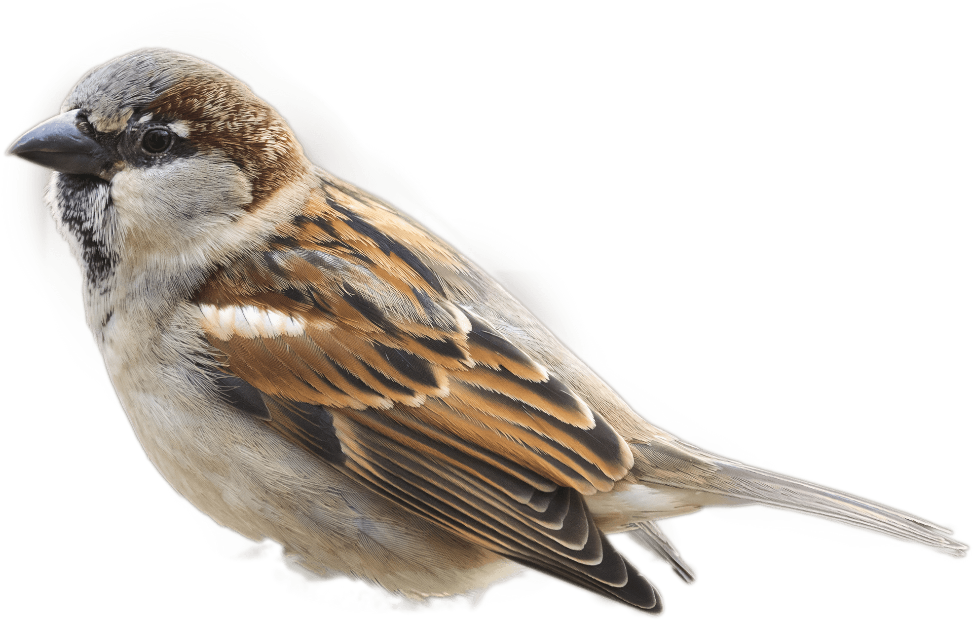 House Sparrow Portrait PNG Image