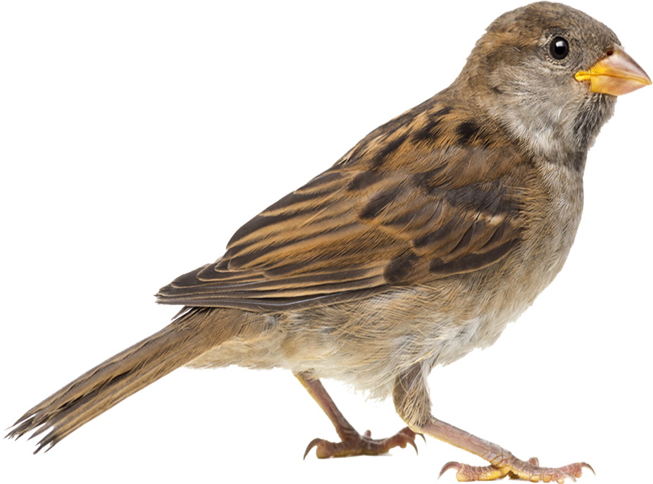 House Sparrow Side View.png PNG Image