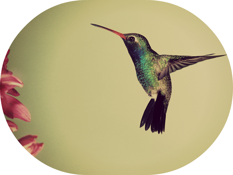 Hovering Hummingbird Near Flowers PNG Image