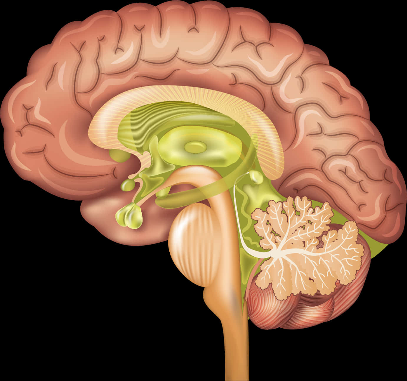 Human Brain Anatomy Illustration PNG Image