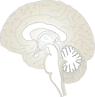 Human Brain Anatomy Illustration PNG Image