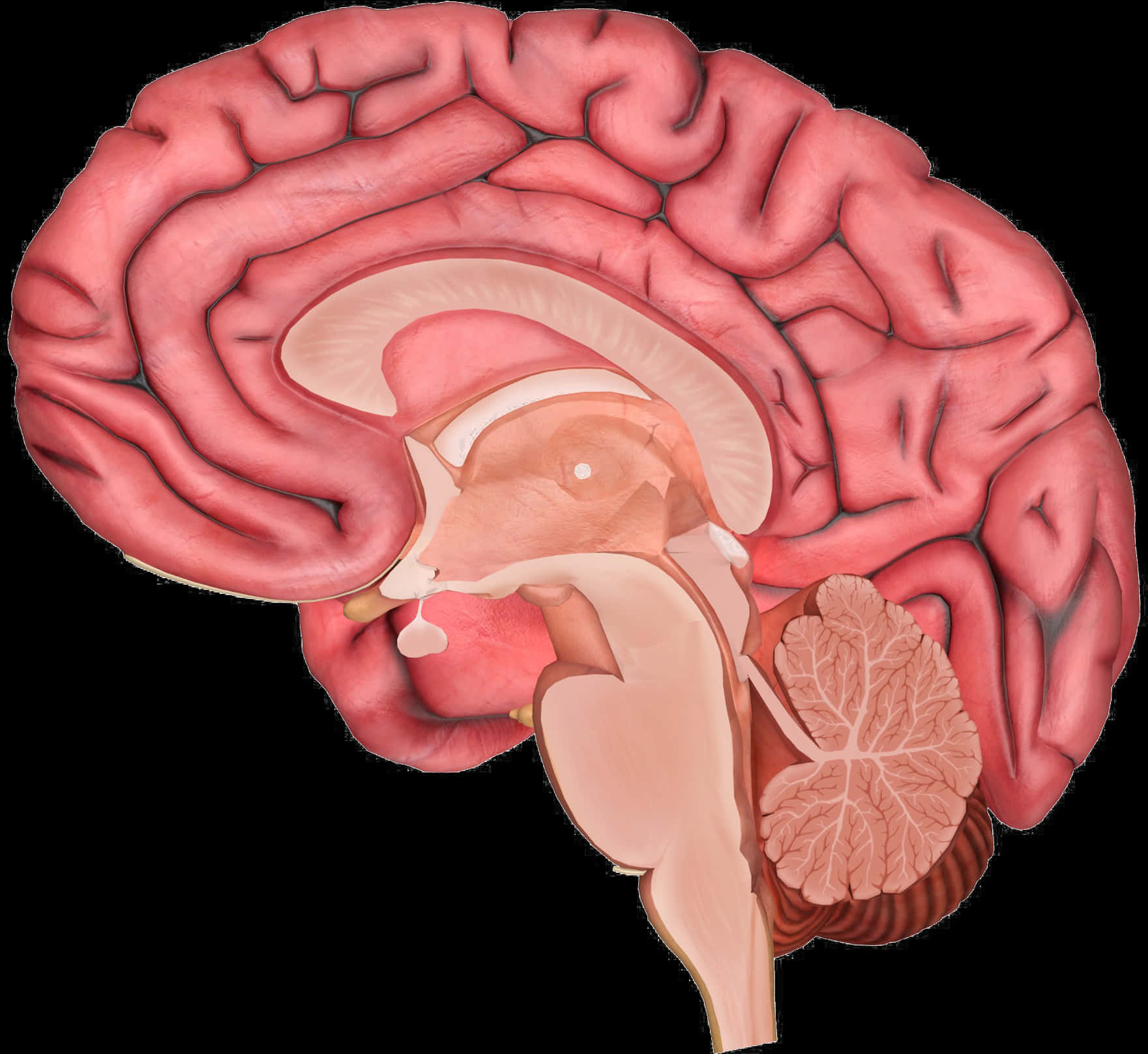 Human Brain Anatomy Illustration PNG Image