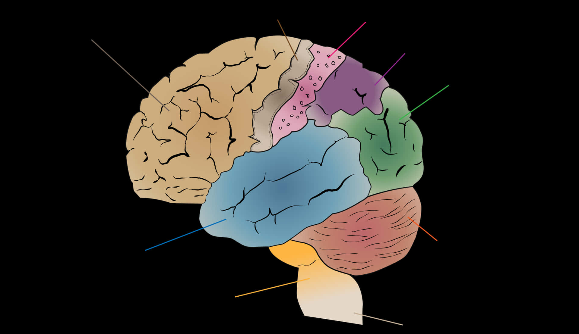 Human Brain Anatomy Illustration PNG Image