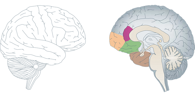 Human Brain Anatomy Illustration PNG Image