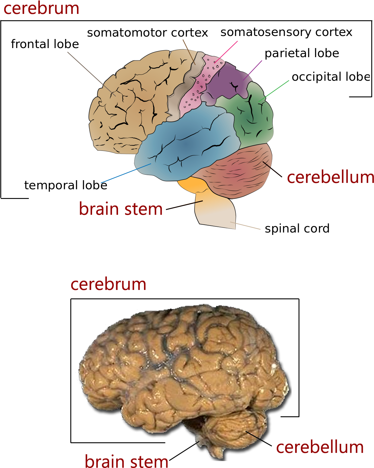 Human Brain Anatomy Illustrationand Photo PNG Image