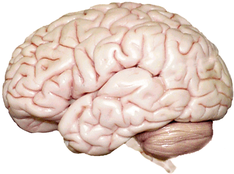 Human Brain Anatomy PNG Image