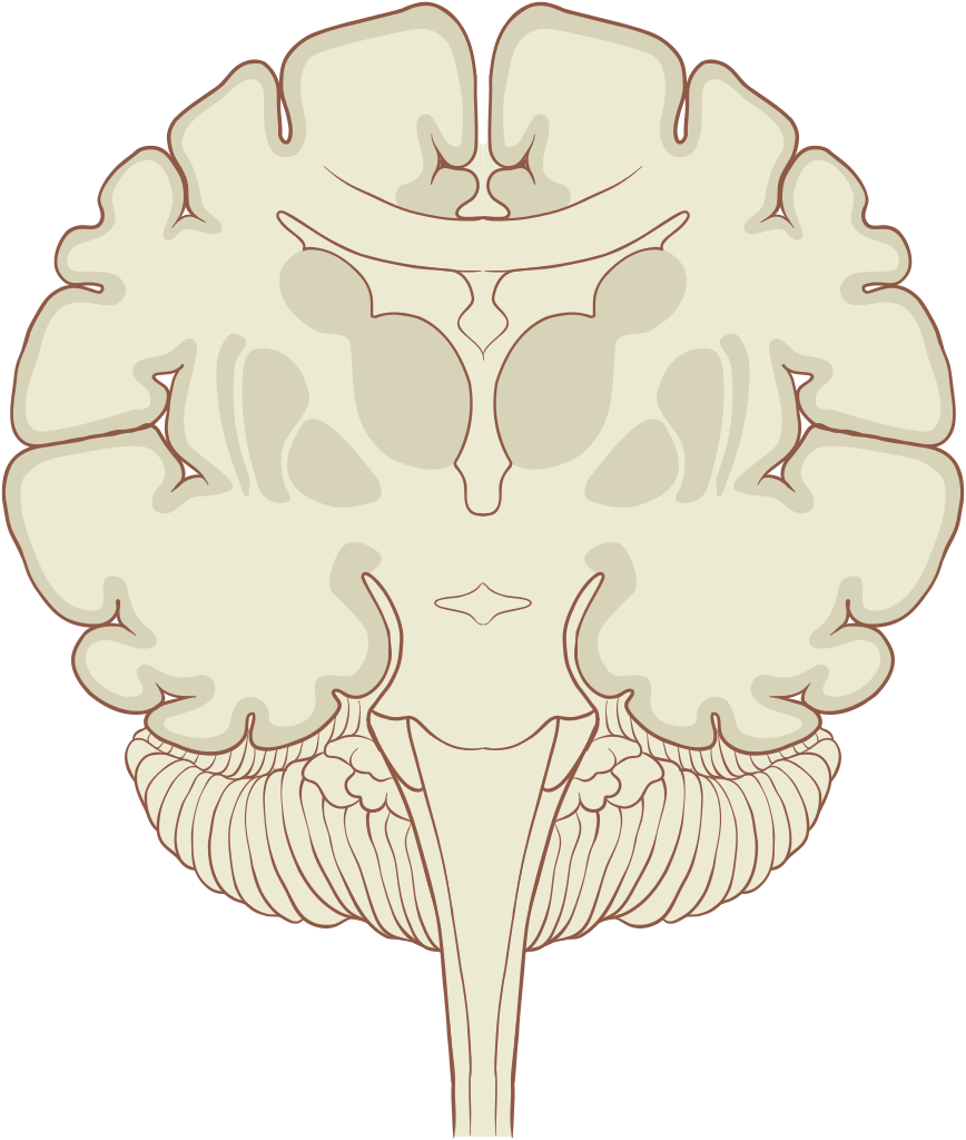 Human Brain Coronal Section Illustration PNG Image