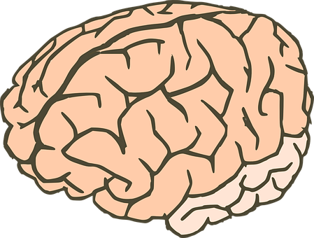 Human Brain Illustration PNG Image