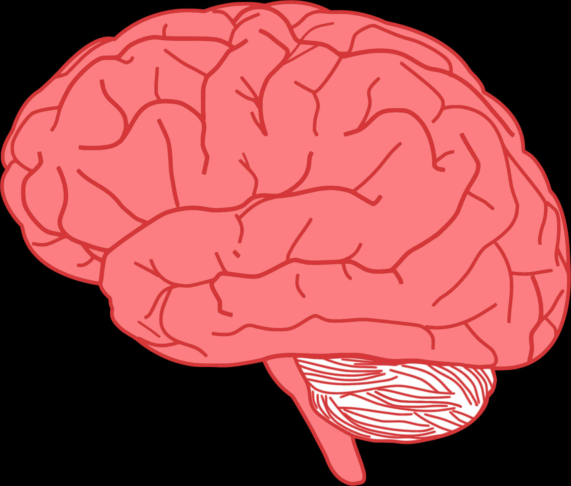 Human Brain Illustration PNG Image