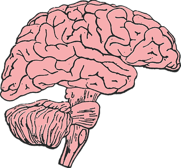 Human Brain Illustration PNG Image