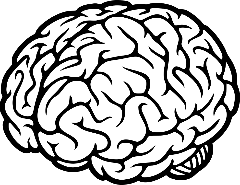 Human Brain Illustration PNG Image