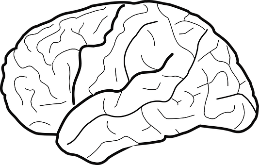 Human Brain Illustration PNG Image