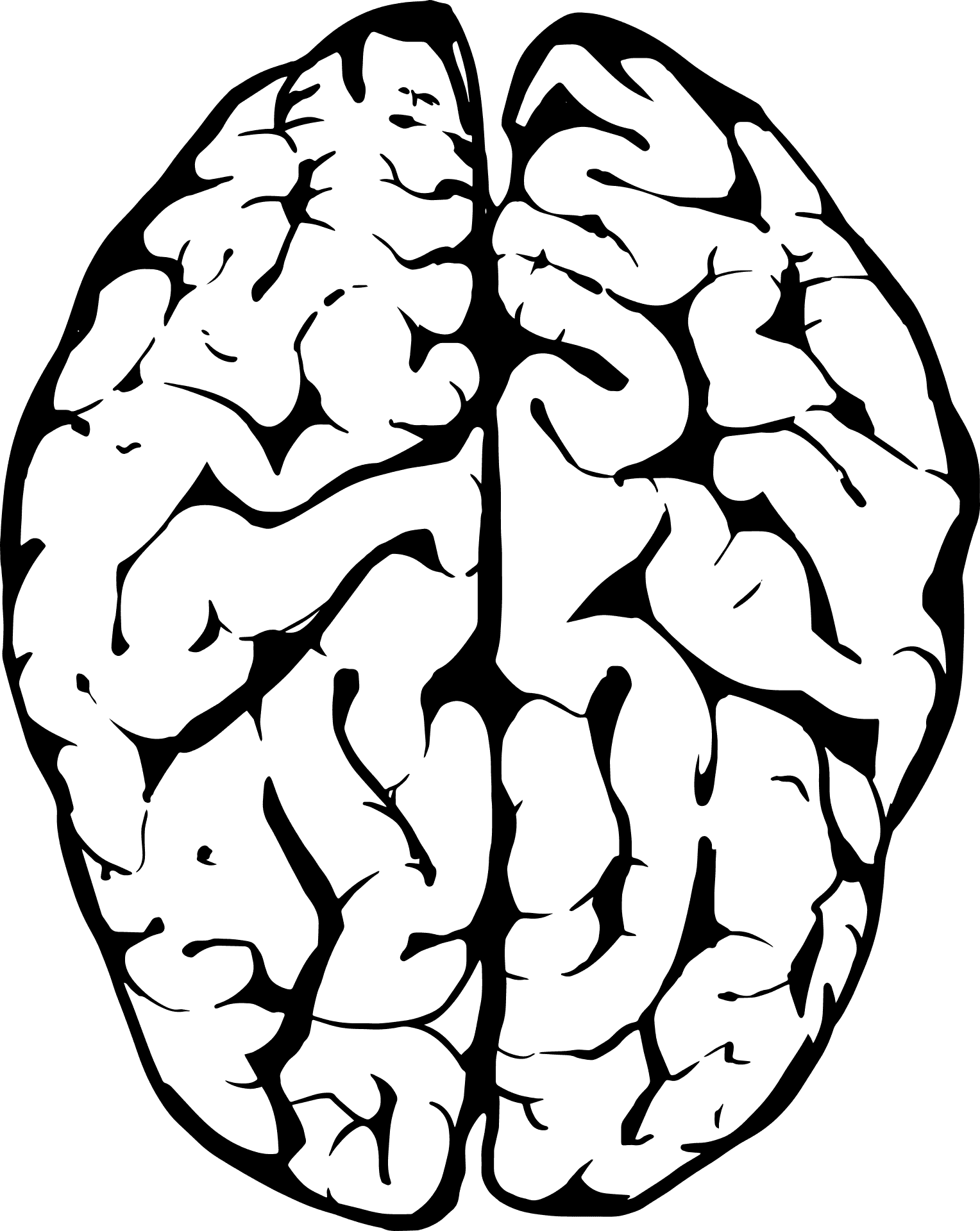 Human Brain Illustration.png PNG Image