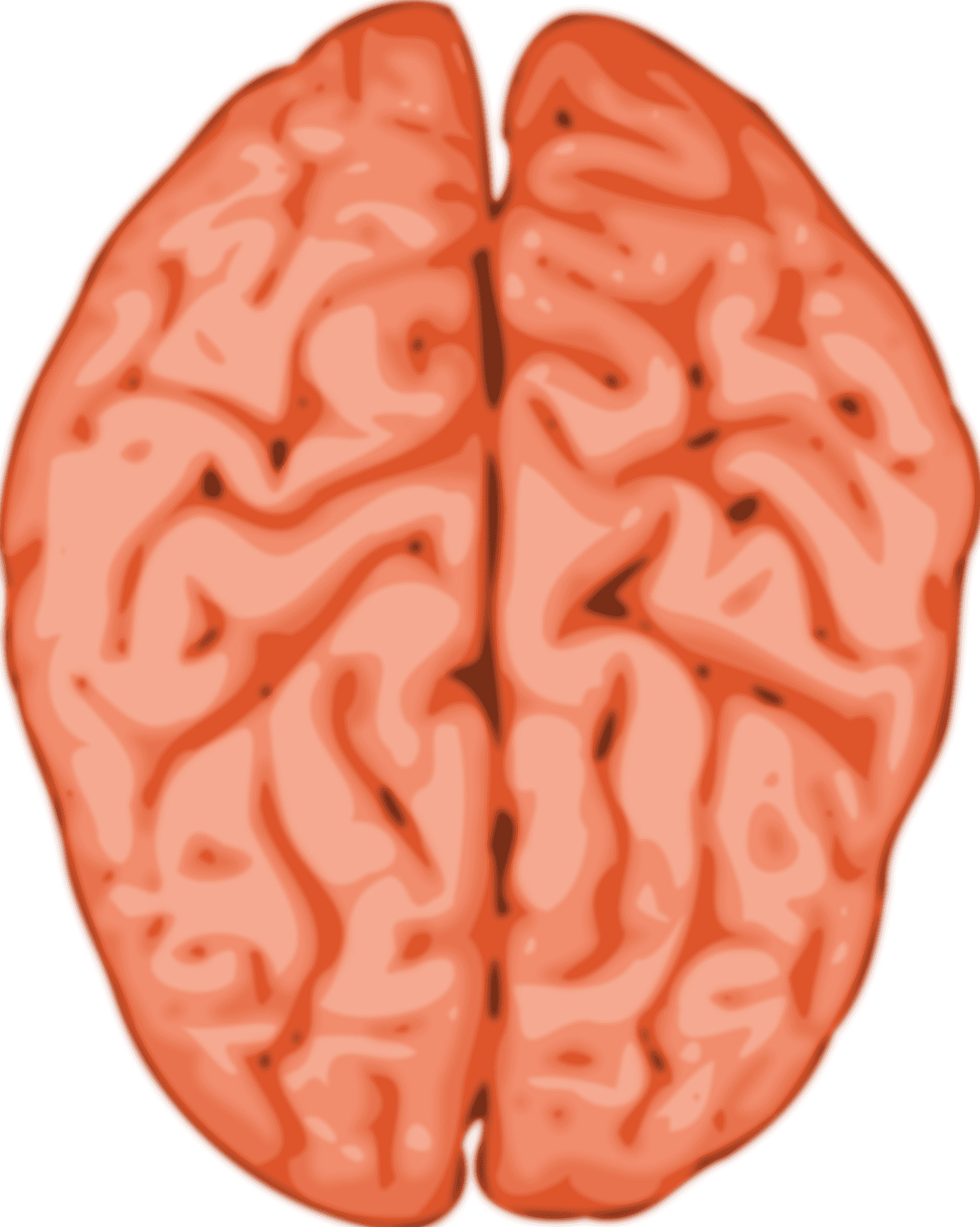 Human Brain Illustration.png PNG Image