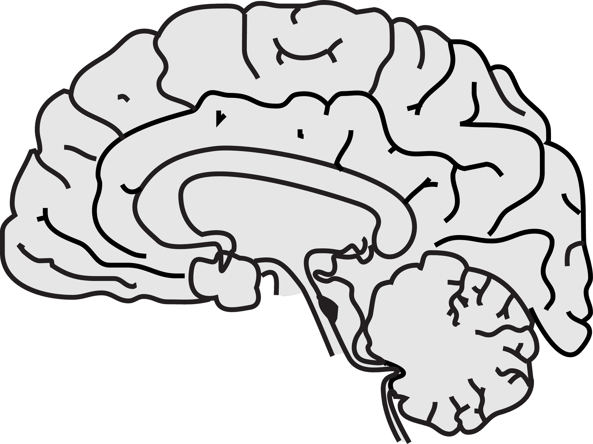 Human Brain Illustration PNG Image