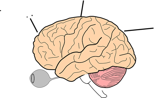 Human Brain Illustration PNG Image