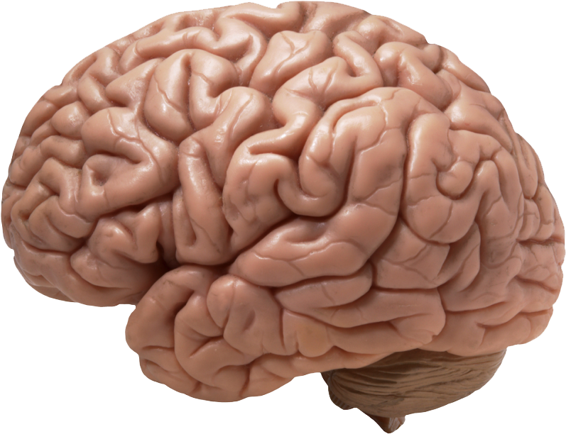 Human Brain Model PNG Image