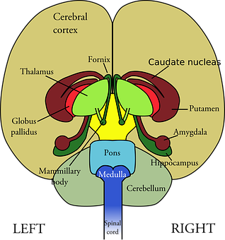 Human Brain Structures Illustration PNG Image