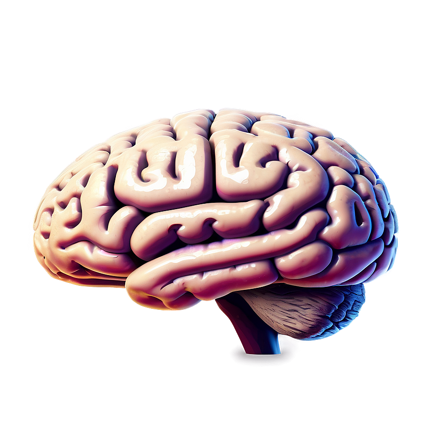 Human Brain With Labels Png 06212024 PNG Image