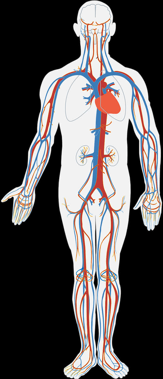 Human Circulatory System Illustration PNG Image