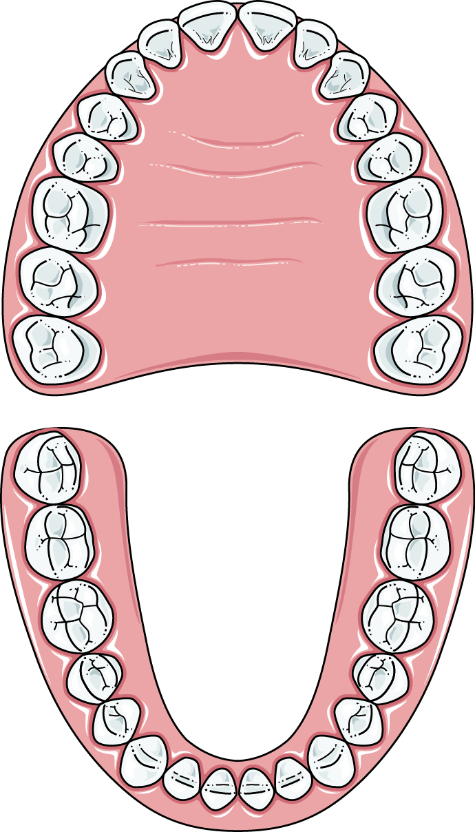 Human_ Dental_ Arch_ Illustration.png PNG Image