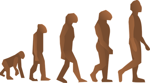 Human Evolution Sequence PNG Image