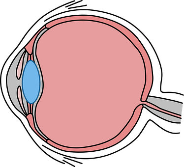 Human Eye Anatomy Illustration PNG Image