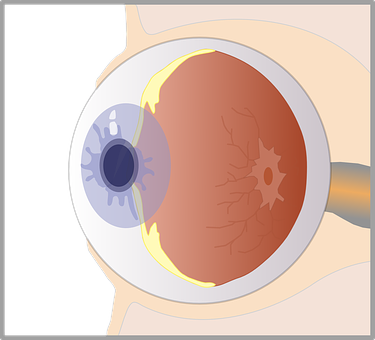 Human Eye Anatomy Illustration PNG Image