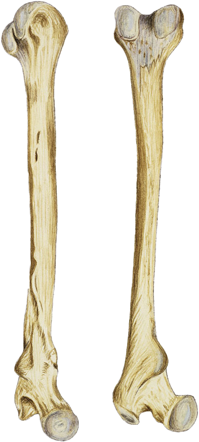 Human Femur Bones Illustration PNG Image