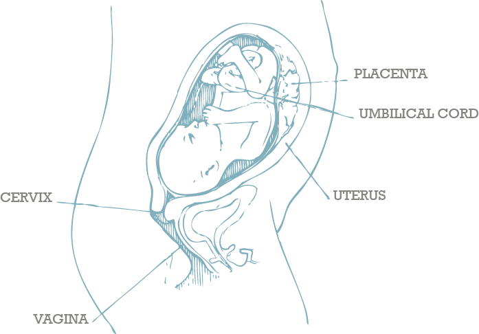 Human Fetal Development Diagram PNG Image